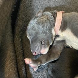 Girl 2 - Blue female Greyhound puppy in Cedar Glen, California from Hook Creek Farms