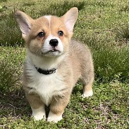 12 Gray collar - Fawn male Pembroke Welsh Corgi puppy in Port Republic, Maryland from Bestfurends