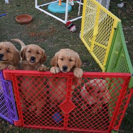 Golden Retriever Puppies from Tammy P. Roth