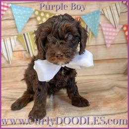 Purple male on hold - Chocolate male Goldendoodle puppy in Taneytown, Maryland from Curlydoodles