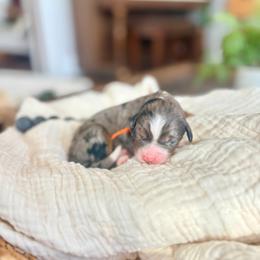 Jasper - Blue merle male Bernedoodle puppy in Buda, Illinois from Hamilton Farm Doodles