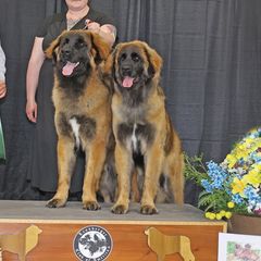 Leonbergers from Invictus Leonbergers