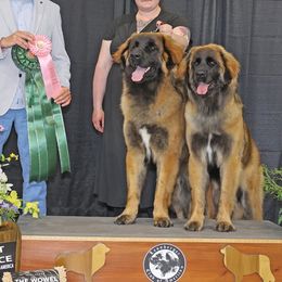 Leonbergers from Invictus Leonbergers