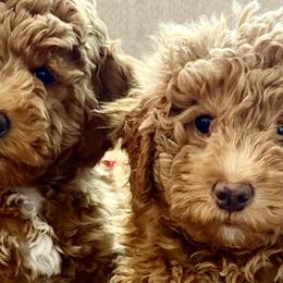 Poodles from Skye Chase Poodles