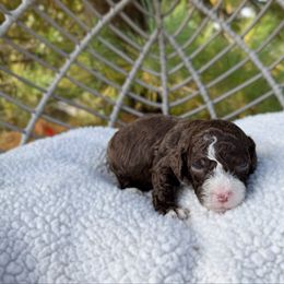 Lucy - Tri-color female Australian Labradoodle puppy in Wamego, Kansas from Doodles of Oz