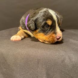 Girl 1 - Black rust and white female Bernese Mountain Dog puppy in Alabama from Dogwood Creek Bernese