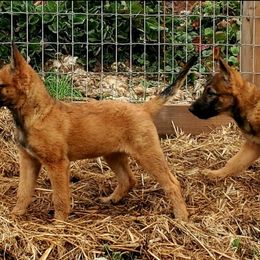 Belgian Laekenois Puppies from Cal Curly Coats Belgian Laekenois