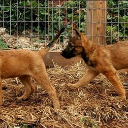 Belgian Laekenois Puppies from Cal Curly Coats Belgian Laekenois