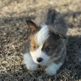 Mr Bo Jangles - Blue male Pembroke Welsh Corgi puppy in Nortonville, Kansas from Low Riders Corgis & Mini Aussies