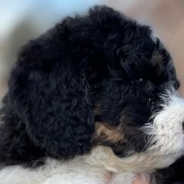Bernedoodles from Bernedaddies quality Bernedoodles