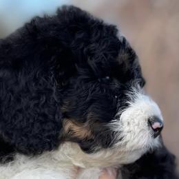 Bernedoodles from Bernedaddies quality Bernedoodles