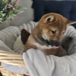 Shiba Inu Puppies from Shiba Shenanigans