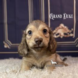 Grand Duke - Cream male Dachshund puppy in Rainier, Oregon from Doxies in Wonderland