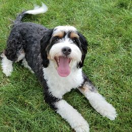 Bernedoodles from Willow Tails Bernedoodles
