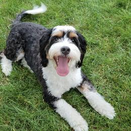 Bernedoodles from Willow Tails Bernedoodles