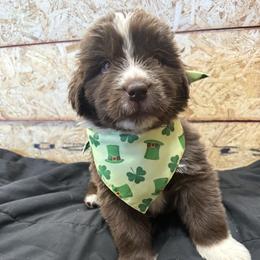 Copper - White and brown male Newfoundland puppy in Goodhue, Minnesota from Claypits Newfoundlands