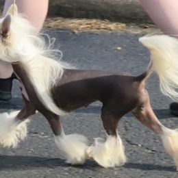 Phoenix - Chinese Crested