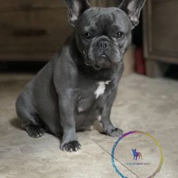 Liilo - French Bulldog