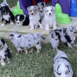 Australian Shepherds and Miniature Australian Shepherds from Beaver Dam Mini Aussies