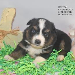Honey - Black tri female Miniature Australian Shepherd puppy in Patterson, North Carolina from DreamLine Aussies