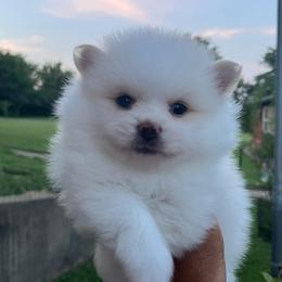 Baby Brother - White male Pomeranian puppy in Jefferson City, Missouri from MJ’s Pomeranians
