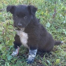 Batman - Black and white male Border Collie puppy in North Lakeport, California from Wild Rose Ranch