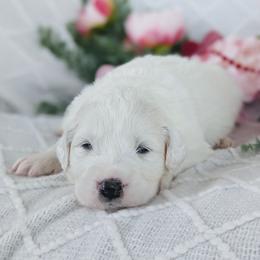 Girl 4 Magenta - White female Great Pyrenees puppy in Yakima, Washington from Naches Heights Ranch