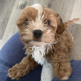 Bernedoodle, Cavalier King Charles Spaniel, and Cavapoo Puppies from Harper Haven Cavaliers & Doodles