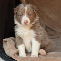 Tibbs - AKC Reg - Lilac male Border Collie puppy in Courtland, Alabama from C Bar C Ranch Border Collies