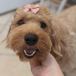 Bellatrix - Goldendoodle
