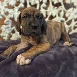 Umbridge - Brindle female Great Dane puppy in Arlington, Texas from Scoober Danes