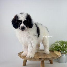 Siena - Sable female Poodle puppy in Republic, Missouri from Red Skye Puppies