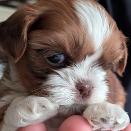 Shih Tzus from Jenny Switzer