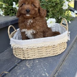 Louie - Red male Cavapoo puppy in Bozrah, Connecticut from Cedar Creek Farm