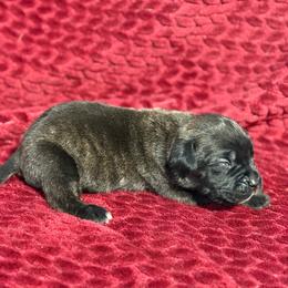 Yellow Collar R - Black brindle male Cane Corso puppy in Paris, Texas from Knucklehead Cane Corso