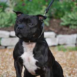 Staffordshire Bull Terriers from Windy City Staffords