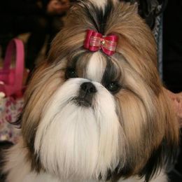 Shih Tzus from Sabar Shih Tzu