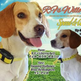 Beagle All Grown Up from Rustic Farm Sporting Beagles