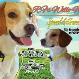 Beagle All Grown Up from Rustic Farm Sporting Beagles