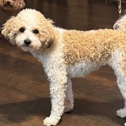 Rayni - Maltipoo