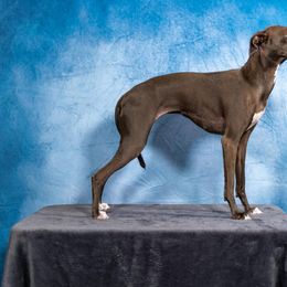 Gracie - Italian Greyhound