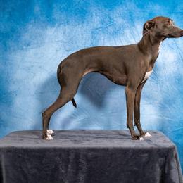 Gracie - Italian Greyhound