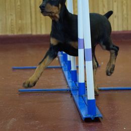 Doberman Pinscher Puppies from Laurel Vail