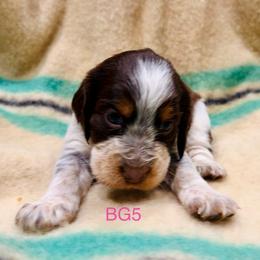 BG5 - Tri-Roan female English Springer Spaniel puppy in Britton, South Dakota from K&S Canines
