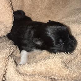 Dove - Black and white female Pomsky puppy in Avoca, Michigan from Repurposed Paradise Farm