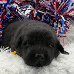 Yellow - Black male Labrador Retriever puppy in Heath Springs, South Carolina from Rich Hill Retrievers