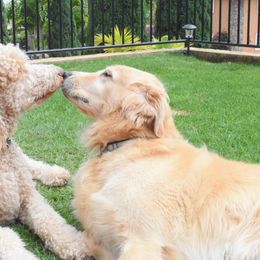 Goldendoodles from Island Doods