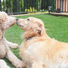 Goldendoodles from Island Doods