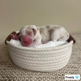Frosty - Parti male Goldendoodle puppy in Crothersville, Indiana from Wischmeier’s Doodles