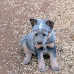 Girl 3 - Blue speckled female Australian Cattle Dog puppy in Choctaw, Oklahoma from Karen Elliott